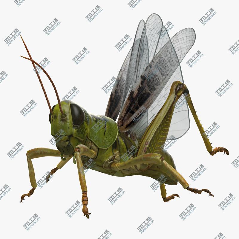 images/goods_img/202105071/Grasshopper Rigged 3D model/1.jpg